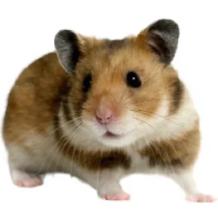 Hamster