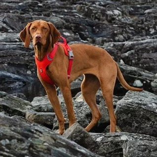 Hurtta-HundeSele