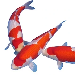Japansk-Koi