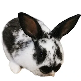 Kæledyr