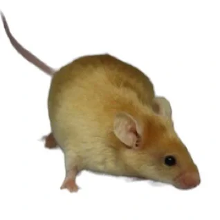 Kaelemus