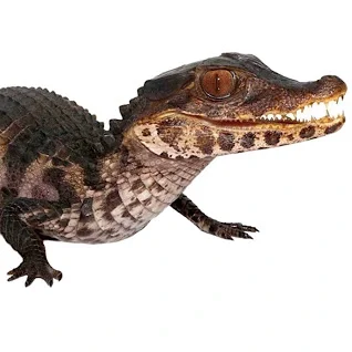 Kaiman-and-Krokodiller