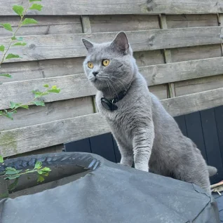 Katte
