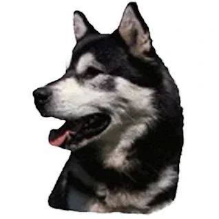 Klistermaerker-af-hunde-til-hvalpe---sjov-og-orden