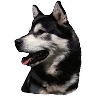 Klistermaerker-af-hunde