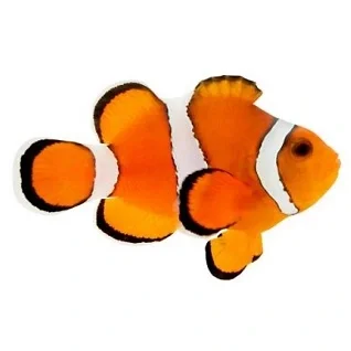 Klovnfisk