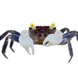 Krabber-og-Snegle