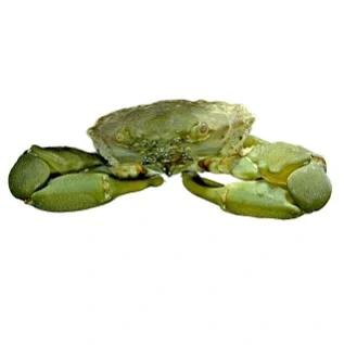 Krabber-til-saltvand