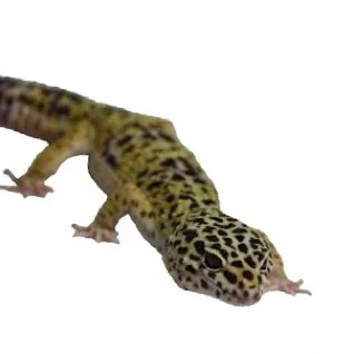 Leopardgekko