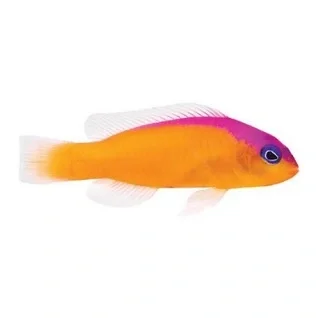 Pseudochromis