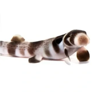 Rovfisk-Muraener-og-Hajer