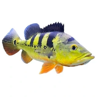 Rovfisk