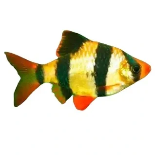 Selskabsfisk