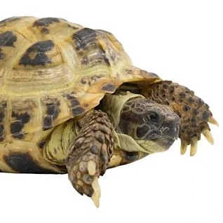 Skildpadder