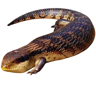 Skink
