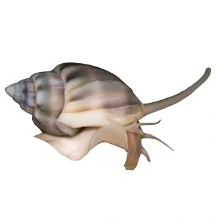 Snegle-til-saltvand