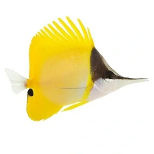 Sommerfugl-og-Vimpelfisk