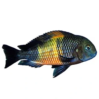 Tanganyika-Cichlider