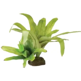 Terrarieplanter