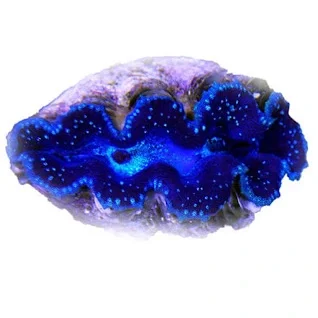 Tridacna-Muslinger-til-saltvand