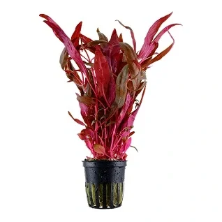 Tropica-AkvariePlanter-i-potte