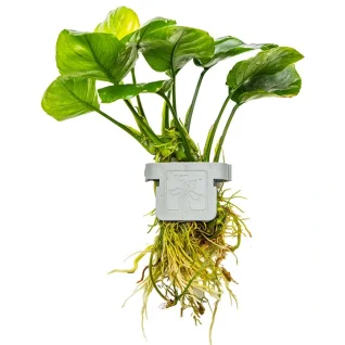 Tropica-Akvarieplanter-i-Clips