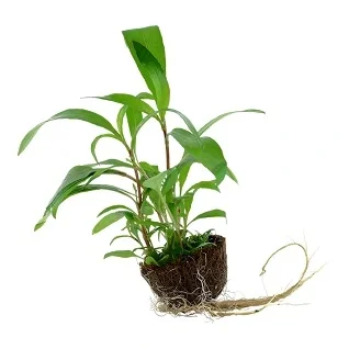 Tropica-MiniPot-i-plastpakning