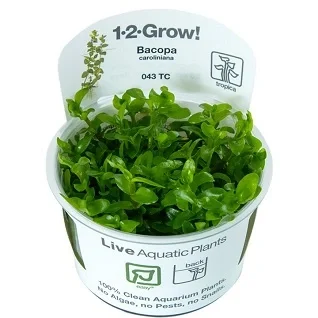 Tropica-Planter-1-2-Grow