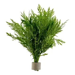 Tropica-Planter-i-Bundt