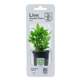 Tropica-Potte-i-Plastpakning