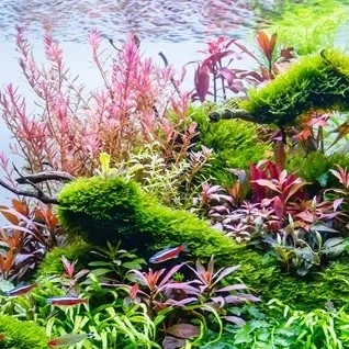 Tropica-Sortiments-Kasser