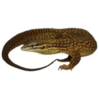 Varaner